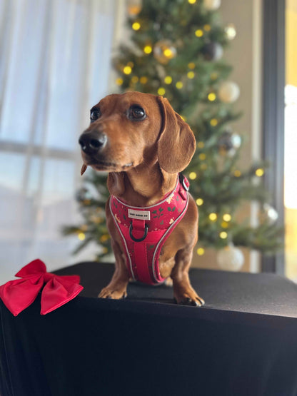 Collar - Santa's Little Gift