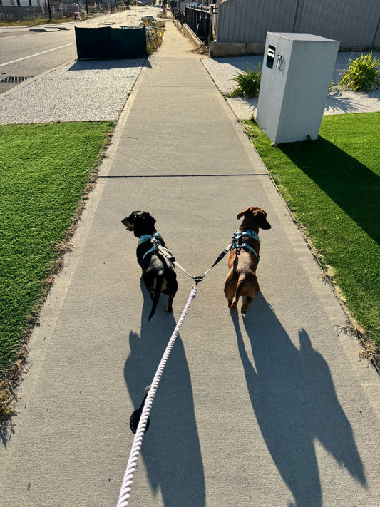 Leash Splitter - Pawprint Picnic