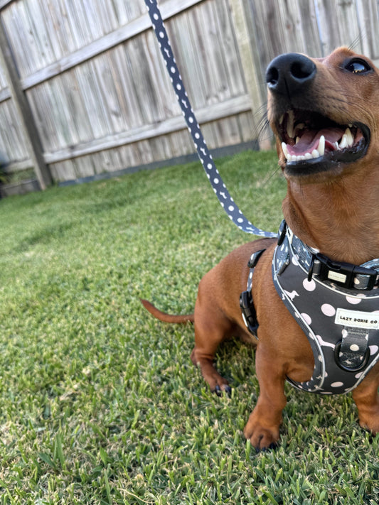 Snag + Go Bundle - 'Dash 'n' Dots