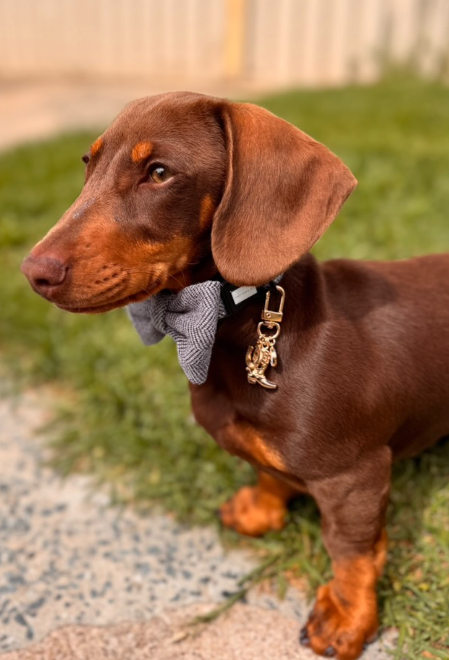 Harness/Collar Charms - HALLOWEEN