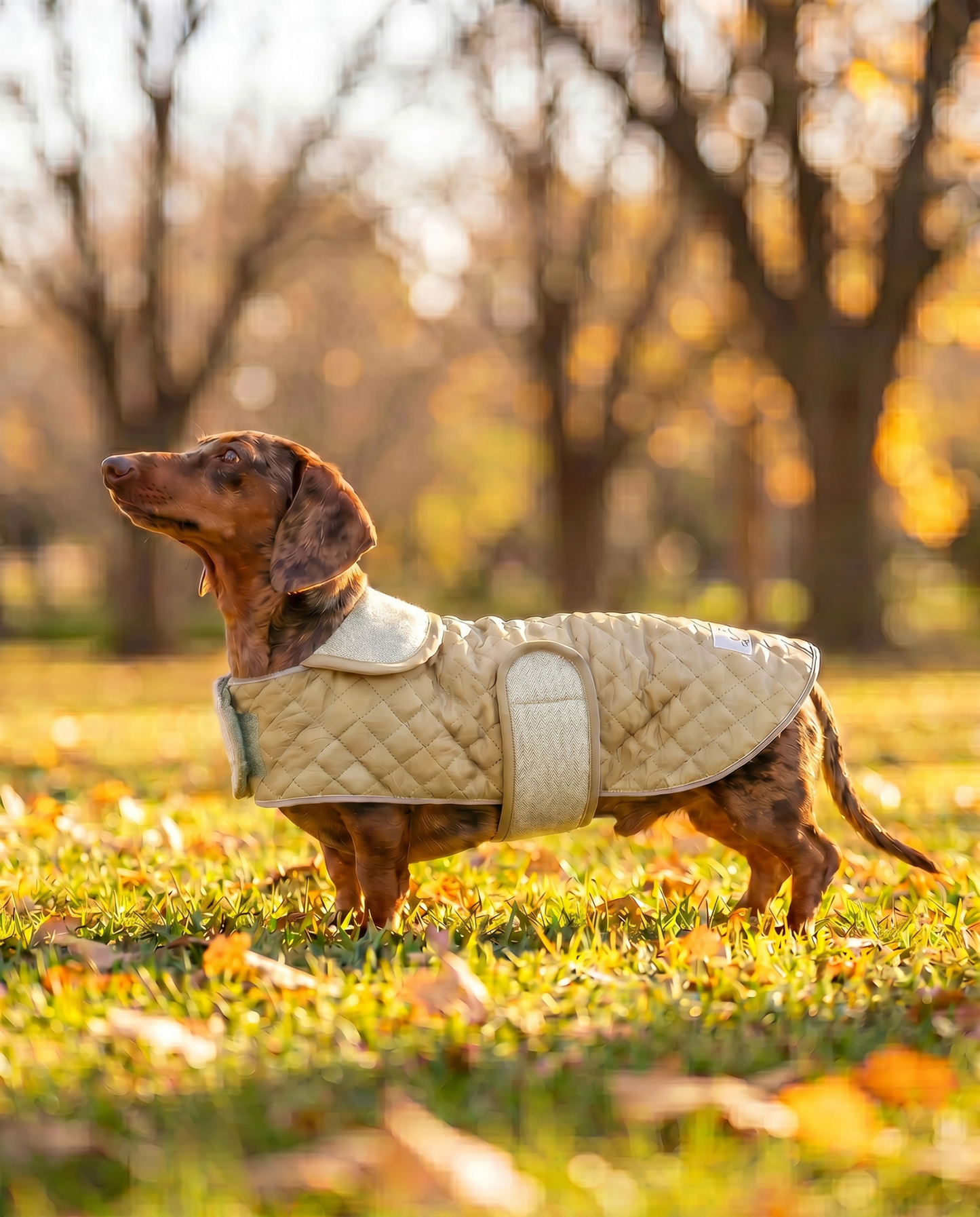 Dachshund Quilted Fleece Jackets - Lazy Doxie Co