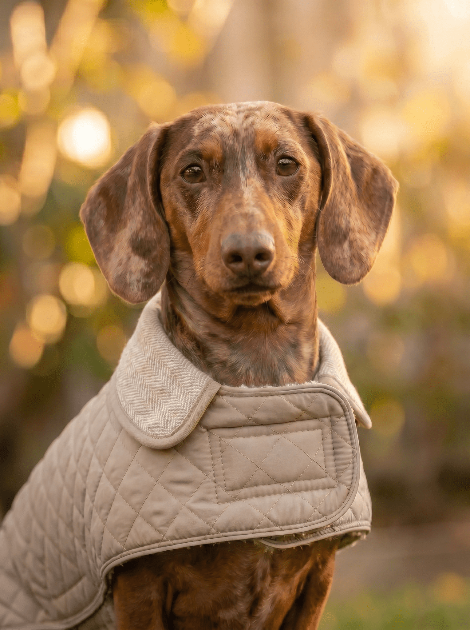 Dachshund Quilted Fleece Jackets - Lazy Doxie Co