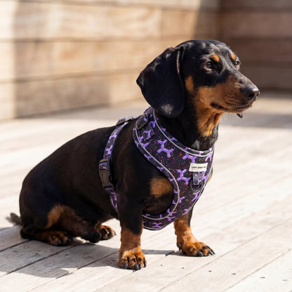 Dachshund Harness - Lazy Doxie Co
