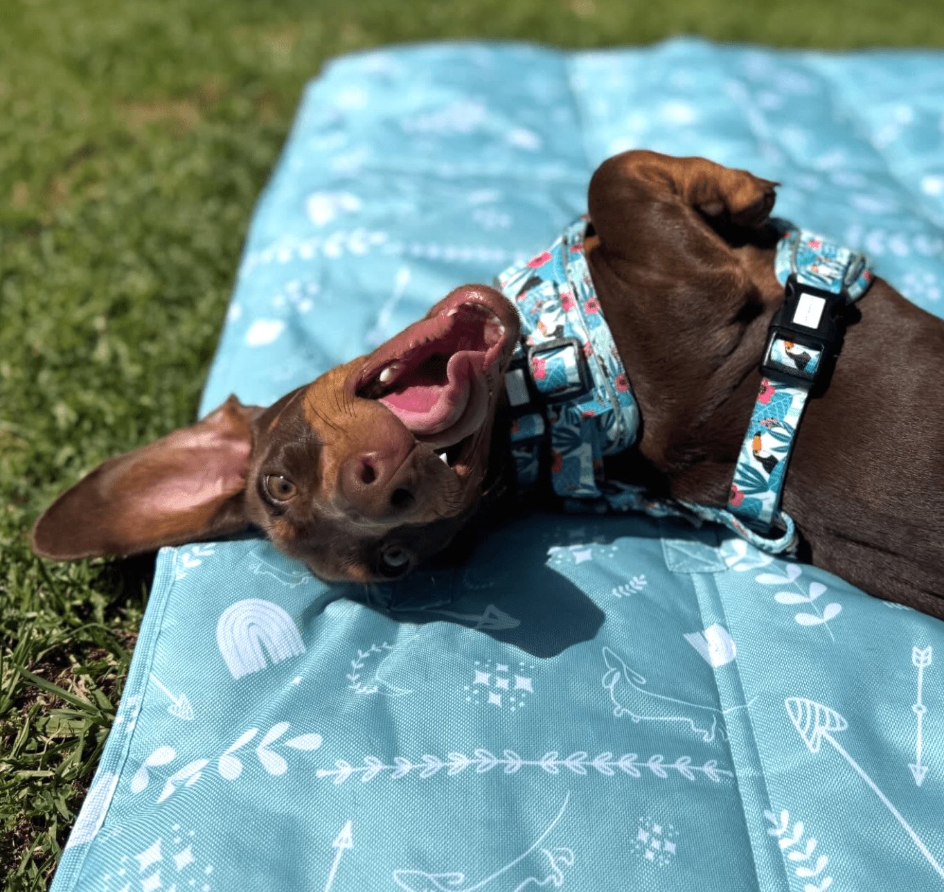 Travel Dog Settle Mats - Lazy Doxie Co